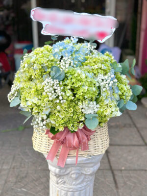 giỏ hoa tú cầu xanh bơ